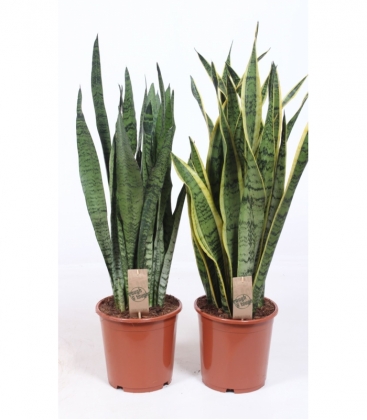 Sansevieria