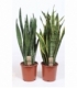 Sansevieria