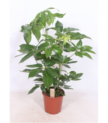 Schefflera