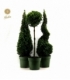 Buxus