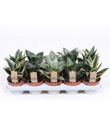 Sansevieria