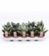 Sansevieria