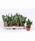 Sansevieria