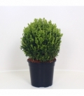 Buxus