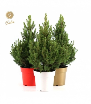 Picea