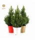 Picea