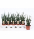 Sansevieria