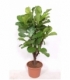 Ficus