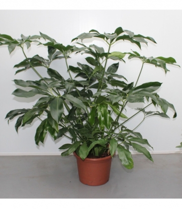 Philodendron