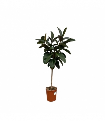 Ficus