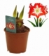 Amaryllis