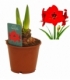 Amaryllis