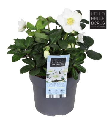 Helleborus