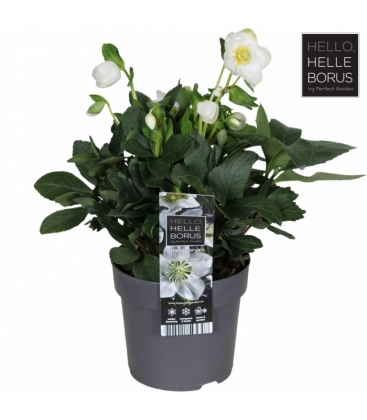 Helleborus