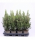 Picea