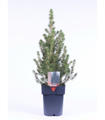 Picea