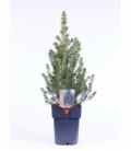 Picea