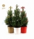 Picea