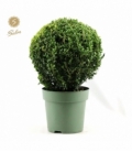 Buxus