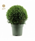 Buxus