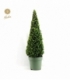 Buxus