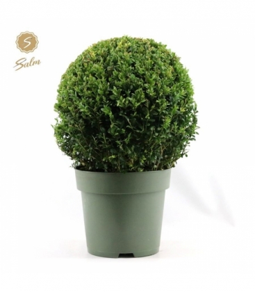 Buxus