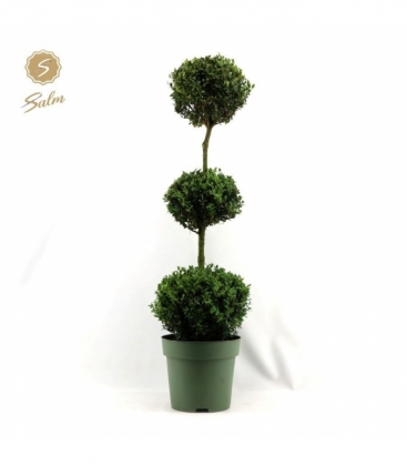 Buxus