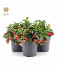 Gaultheria