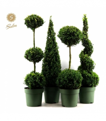 Buxus