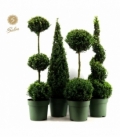 Buxus