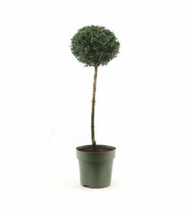 Buxus