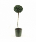 Buxus