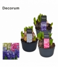 Hyacinthus