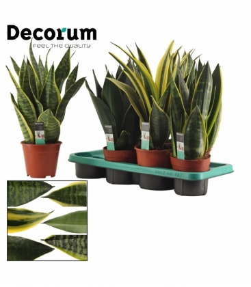 Sansevieria