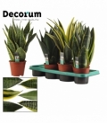 Sansevieria