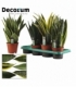 Sansevieria