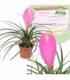 Tillandsia