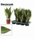 Sansevieria