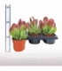 Kalanchoe