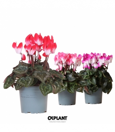 Cyclamen