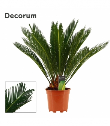 Cycas