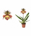 Paphiopedilum