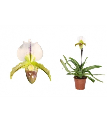 Paphiopedilum