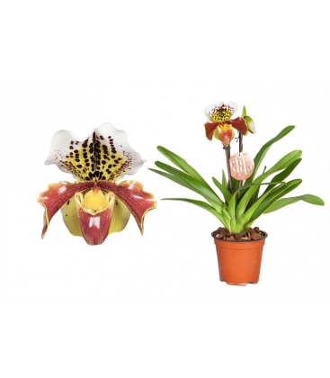 Paphiopedilum