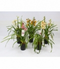 Cymbidium