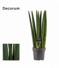 Sansevieria