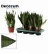 Sansevieria