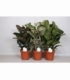 Ficus