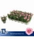 Dianthus