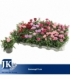 Dianthus